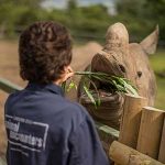 Zoo visitor feeding a rhino at Chester Zoo