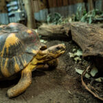 A picture of a Radiated tortoise