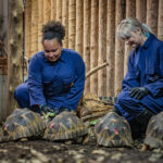 Two girls feeding four Radiated tortoises.