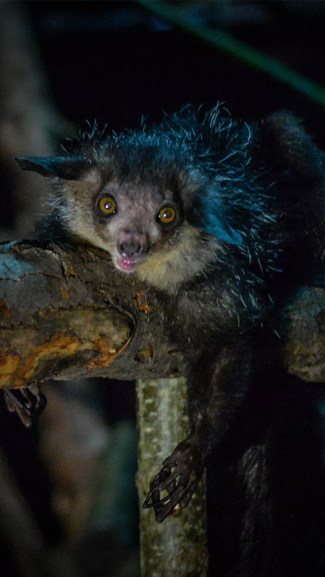 Nocturnal Creatures | Chester Zoo