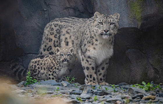 Snow Leopard Cub Bheri And Mum Nubra At Chester Zoo