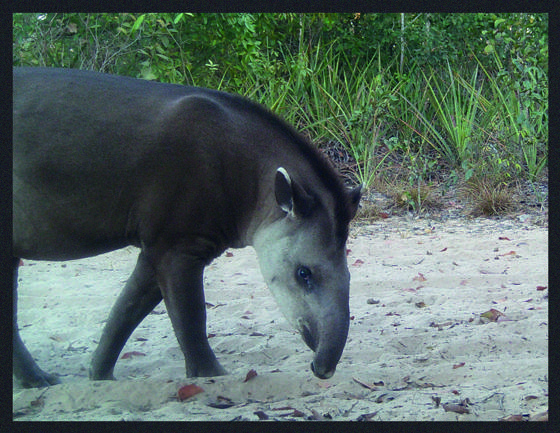 Tapir From LTCI Camera Traps (3)