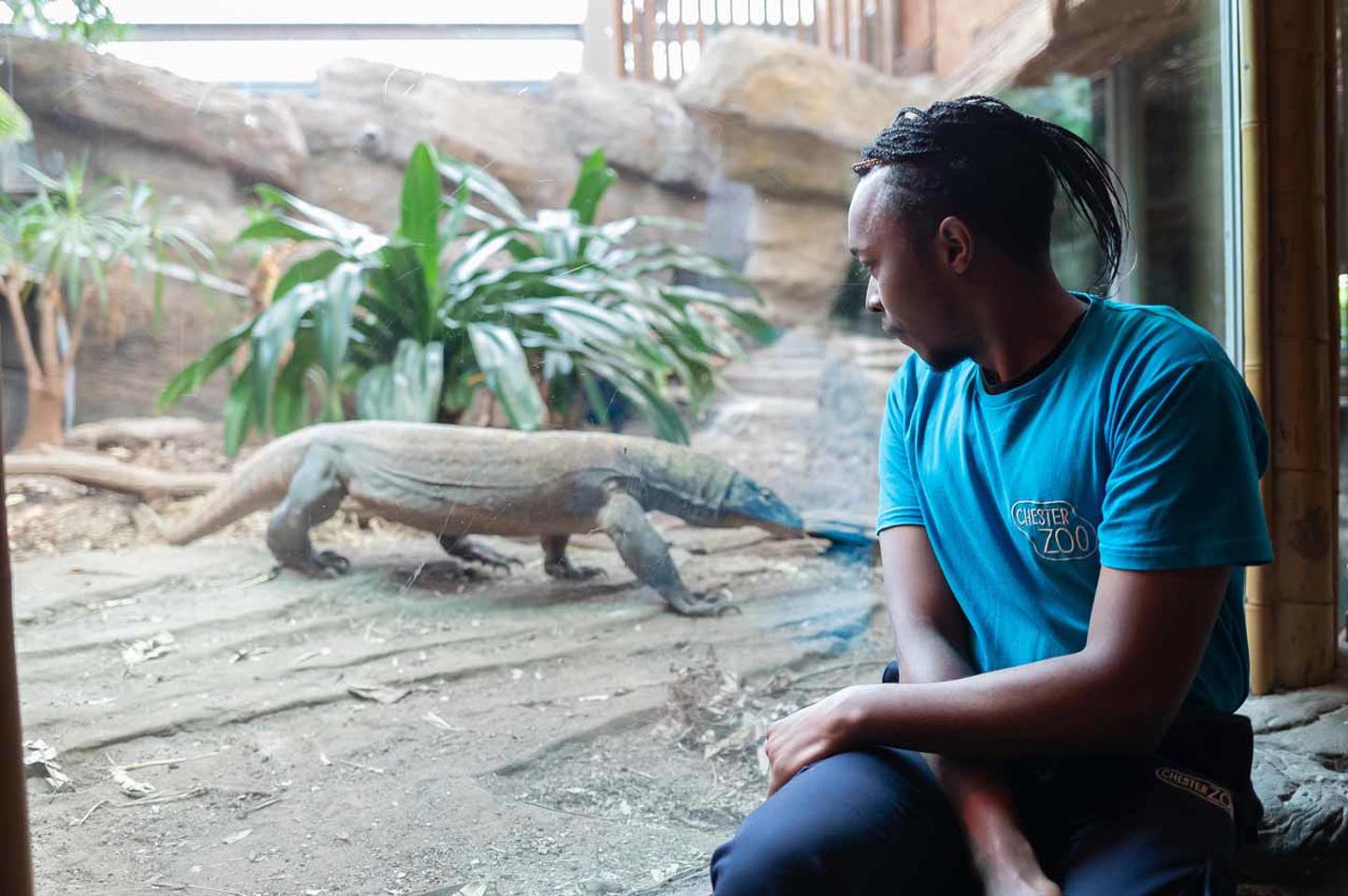 Photo shows a young man looking at a komodo dragon walking through her habitat