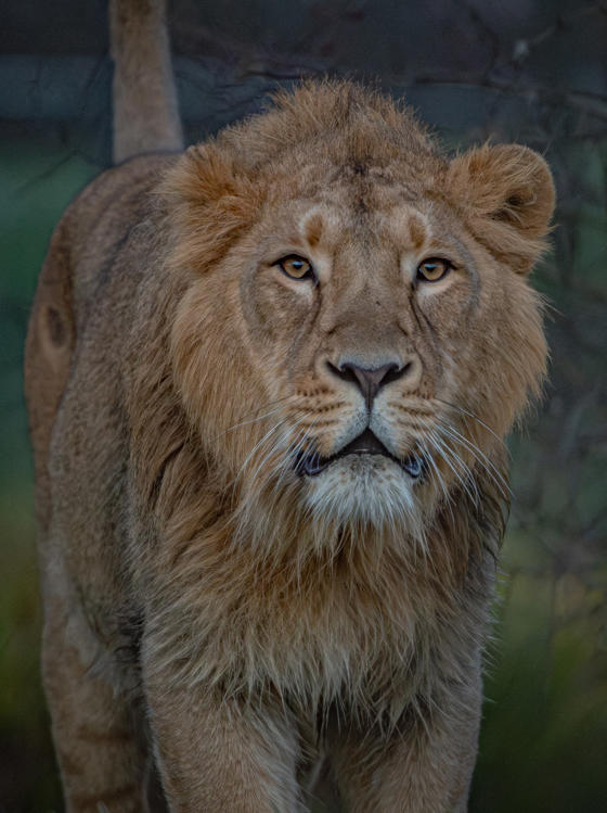 Asiatic Lion, Nilay(9)