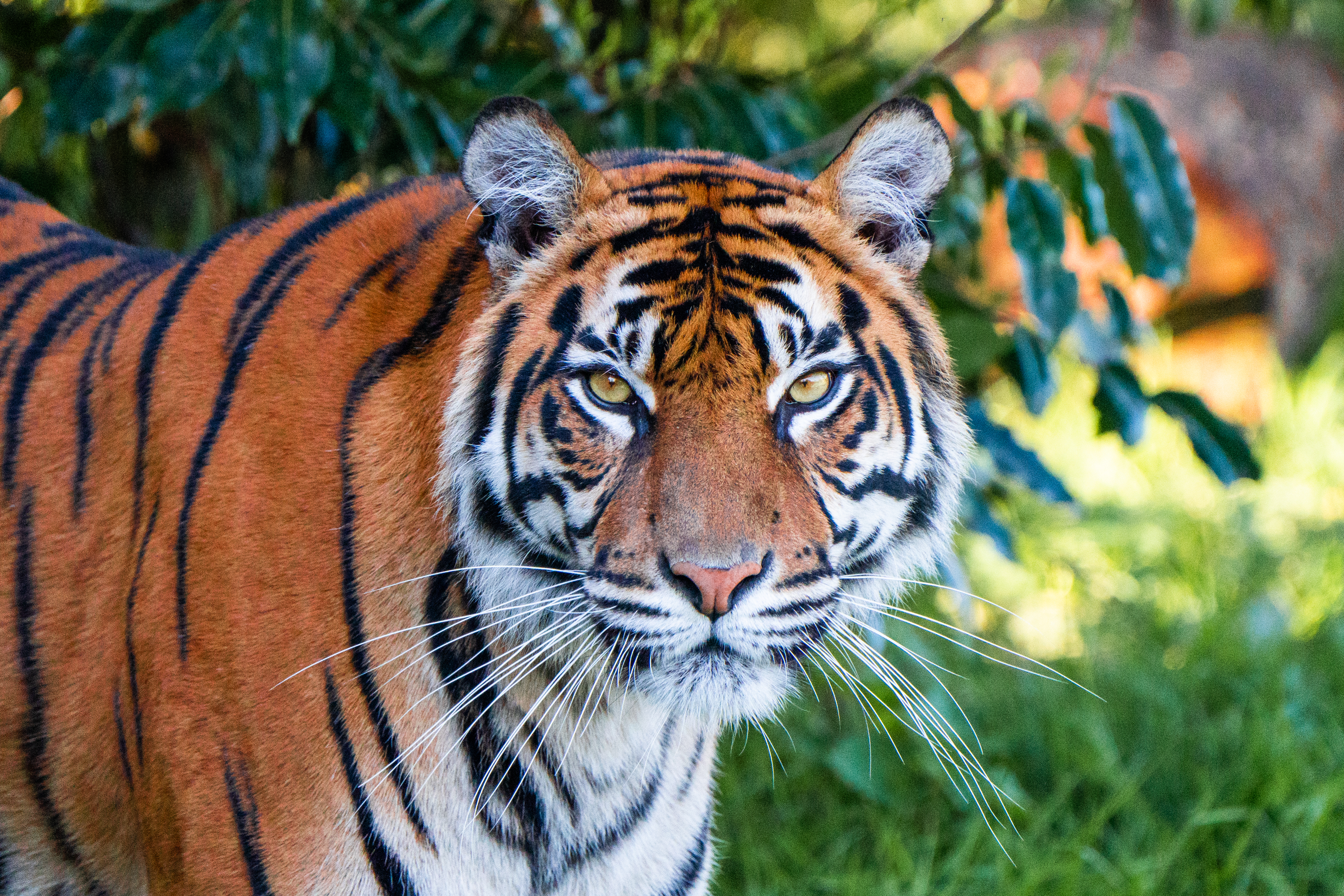 Sumatran Tiger Looking Into Camera