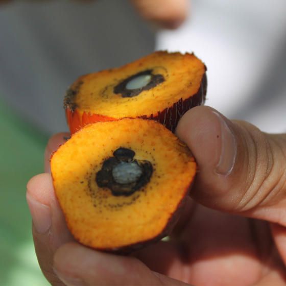 Sustainable Palm Oil Fruit Square
