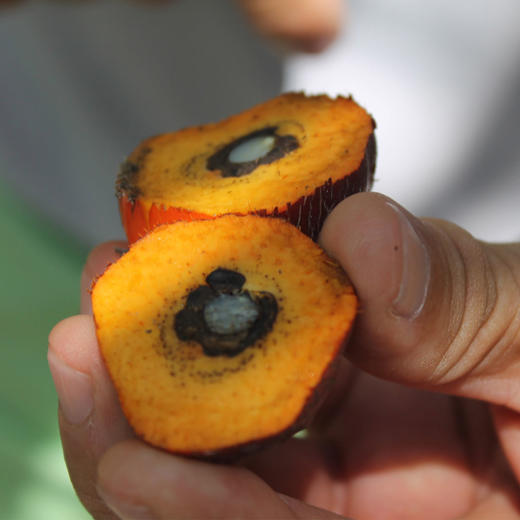 Sustainable Palm Oil Fruit Square