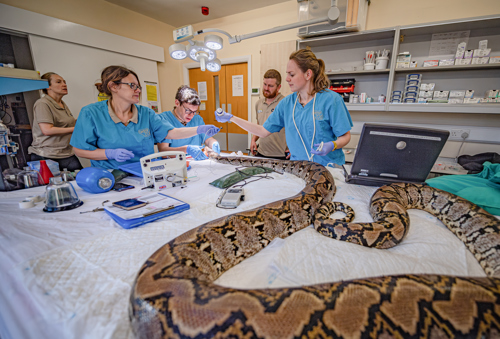 Veterinary doctors and nurses at Chester Zoo helping a python