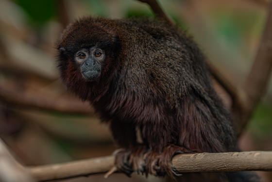 Titi Monkey 4