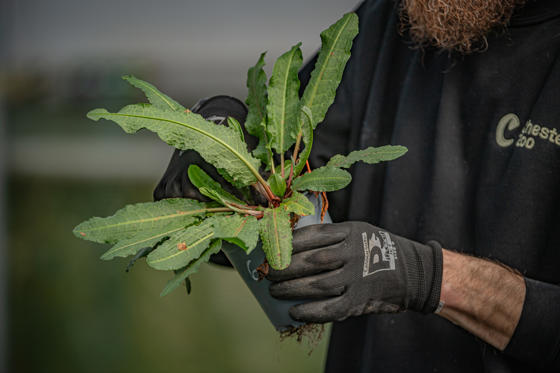 Rare Shore Dock Grown At Chester Zoo Returned To Anglesey Stronghold (Copyright Chester Zoo) 12