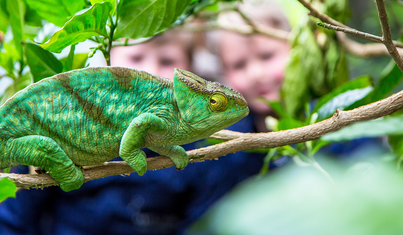 Chameleon Experience | Experiences at Chester Zoo