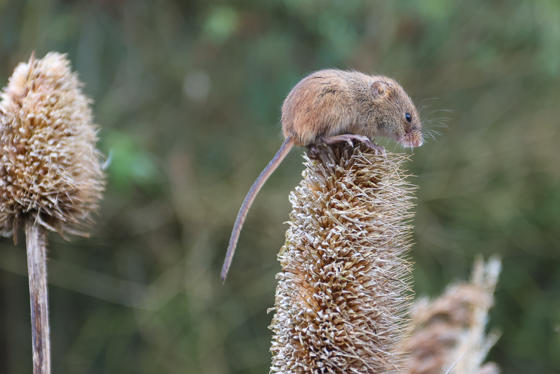 Shrew