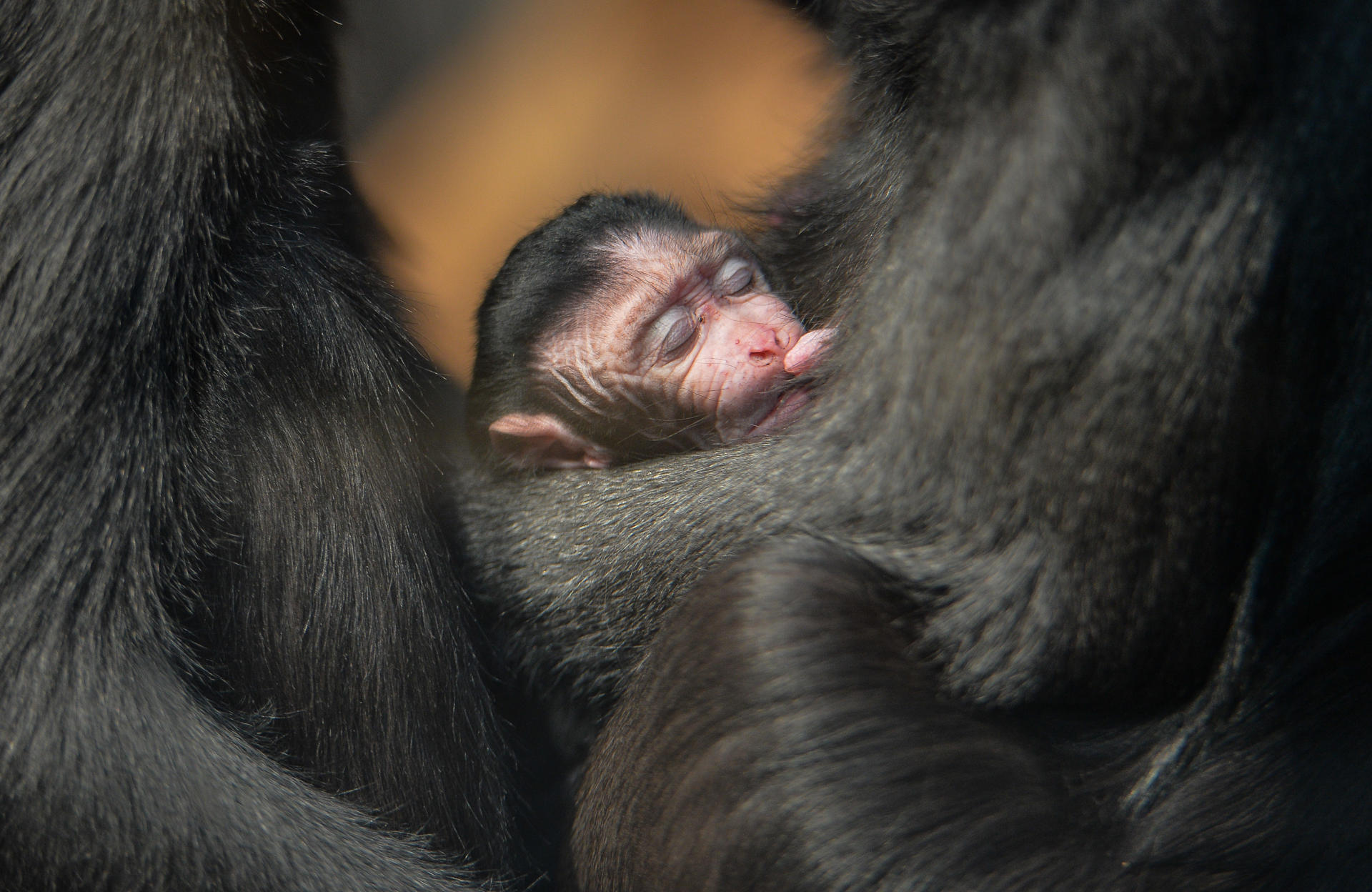 Baby sulawesi crested macaque at Chester Zoo