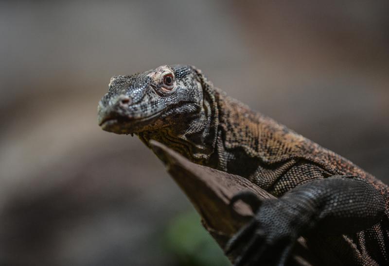 A close up photo of a juvenile komodo dragon