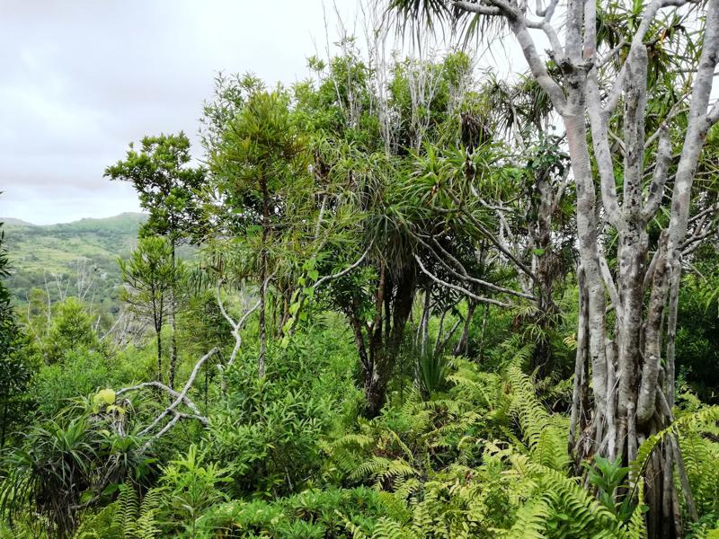 Photo shows ferns and other plants creating a green environment