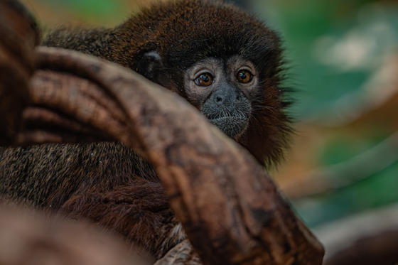 Titi Monkey 6