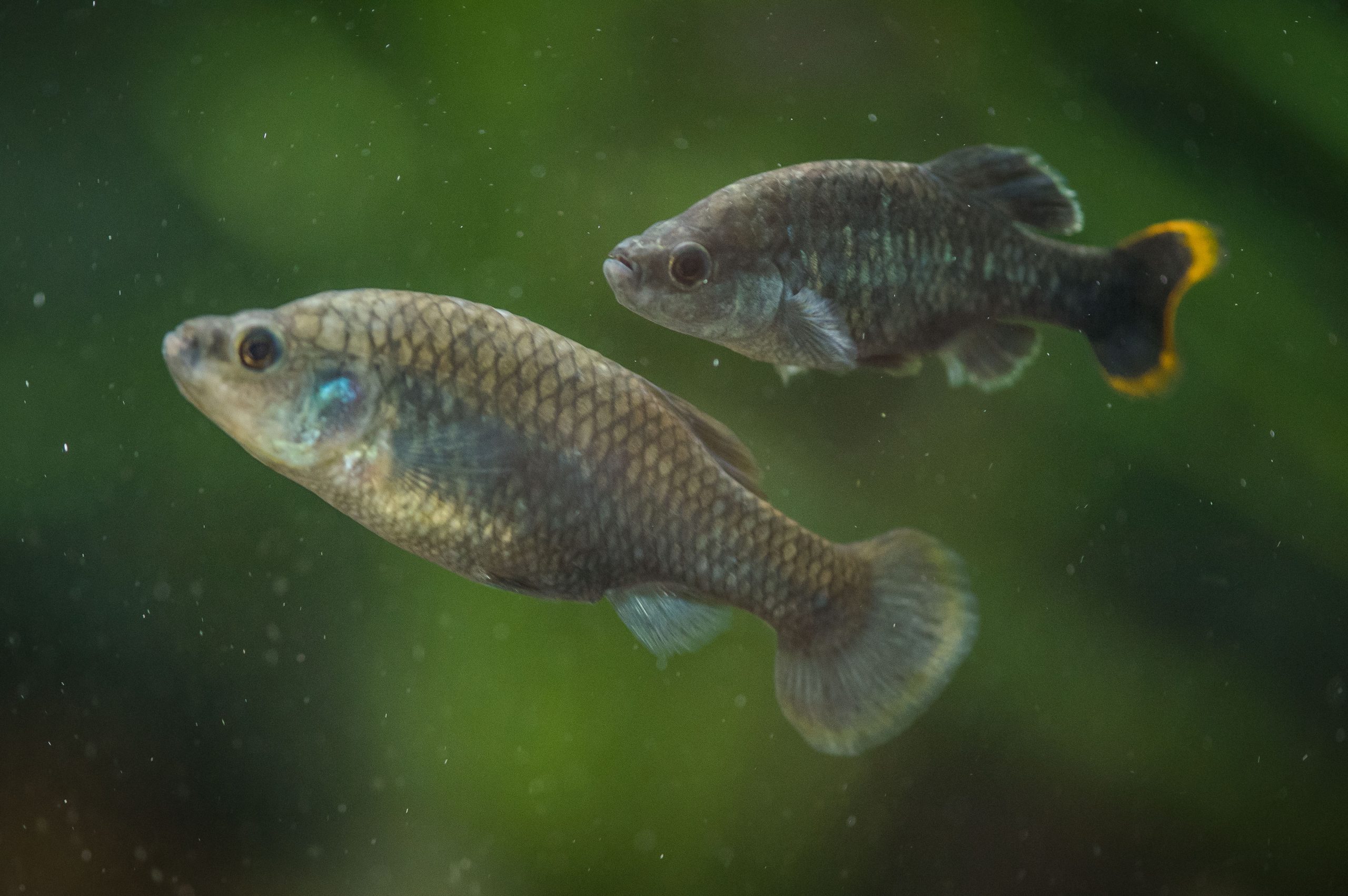 Chester Zoo Helps ‘Extinct Tequila Fish To Make A Comeback In Mexico 21 Scaled