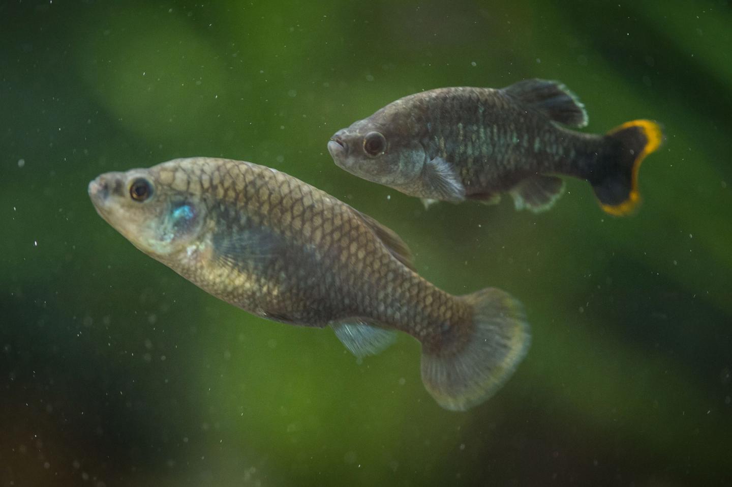 Chester Zoo Helps ‘Extinct Tequila Fish To Make A Comeback In Mexico 21 Scaled