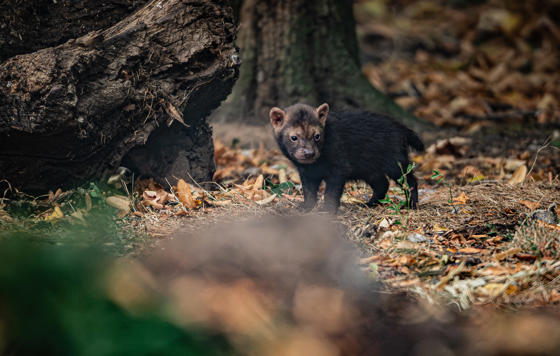 UK’S Only Bush Dog Pups Emerge From Den At Chester Zoo 2