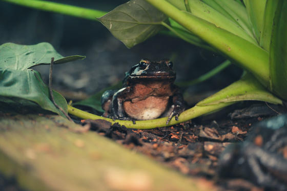 Conservationists Sound Alarm As New Data Show Mountain Chicken Frogs Close To Extinction