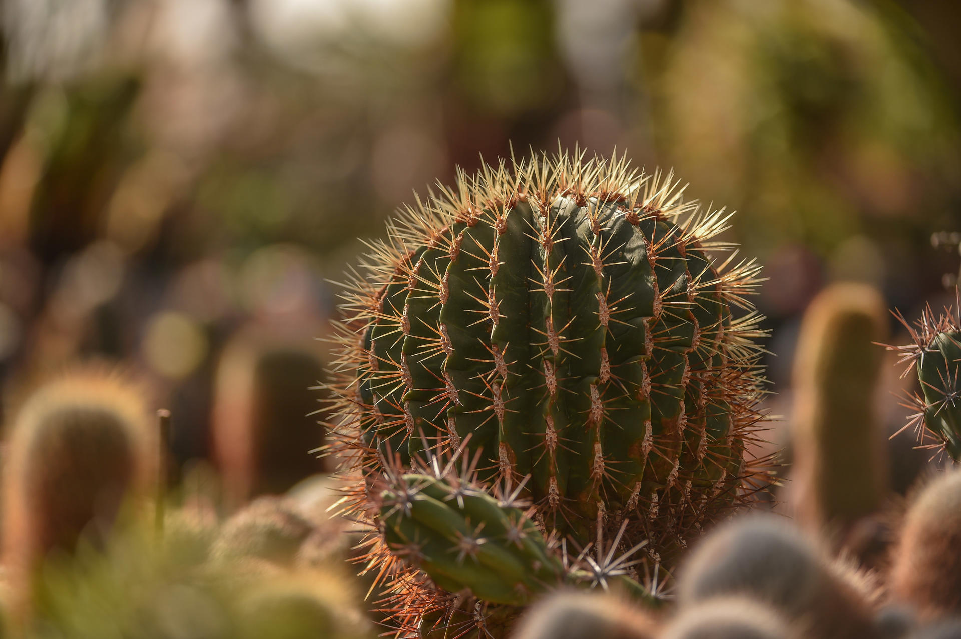 Cacti 1