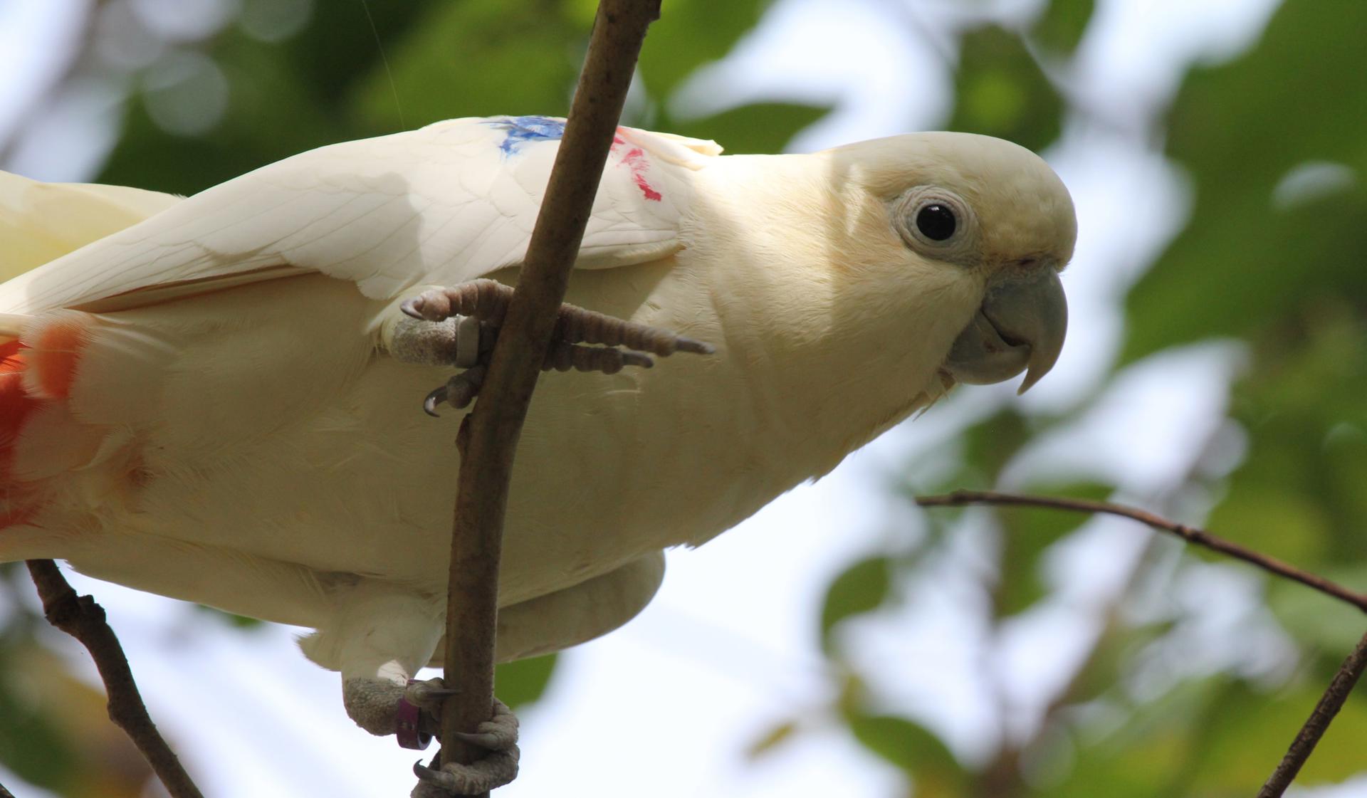 Photo of a white bird with dabs of pink and blue on its wings. It is perched on a branch and is eyeing the camera lens