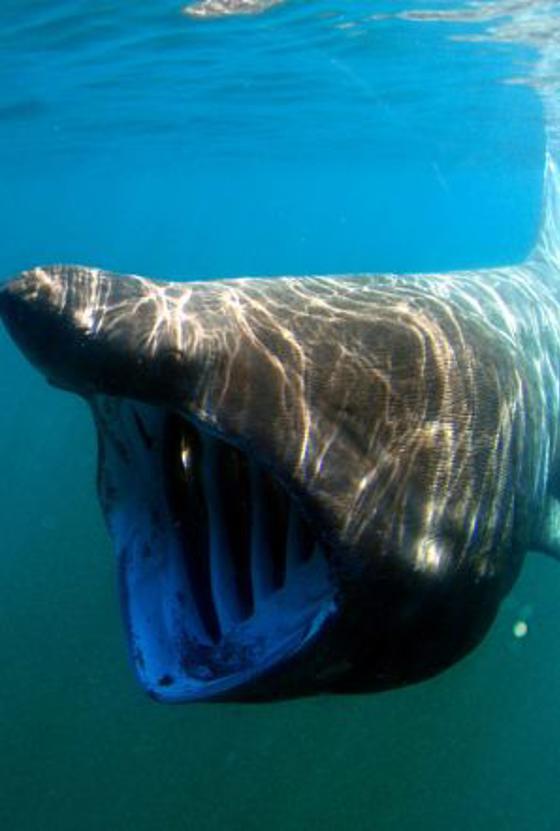 Basking Shark