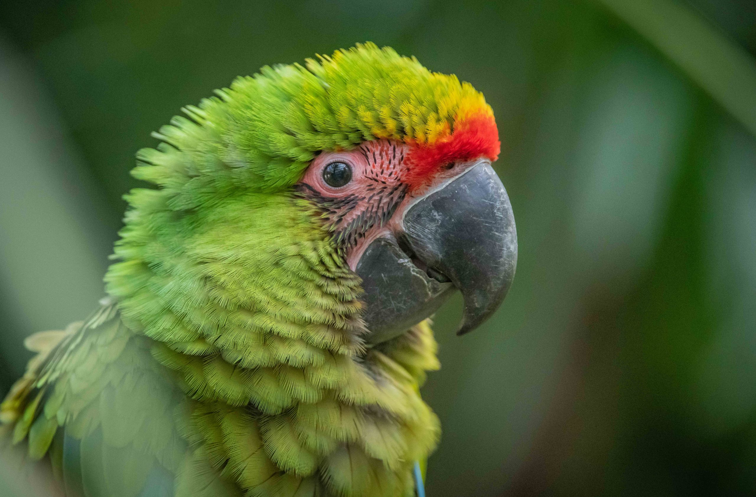 Great green macaw at Chester Zoo