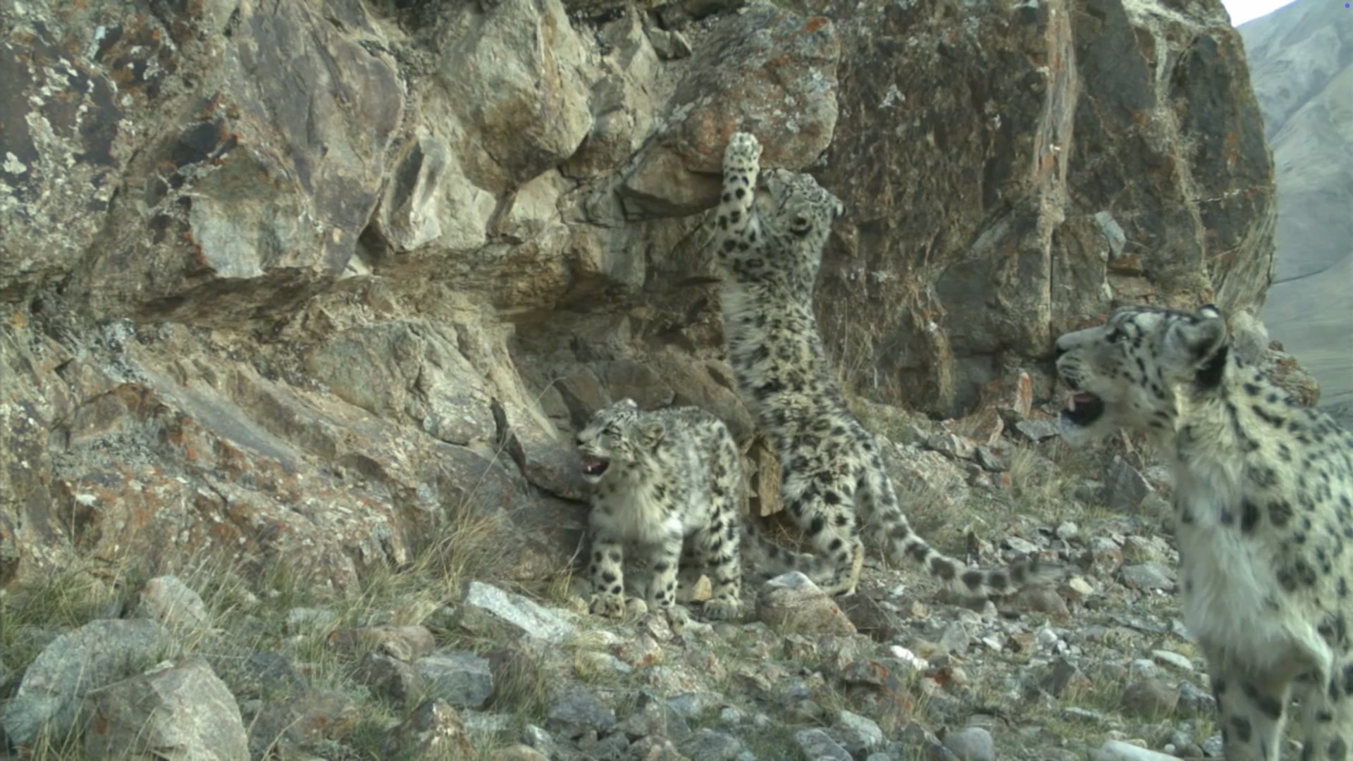 Image shows three snow leopards interacting near a big rock. One is trying to climb it