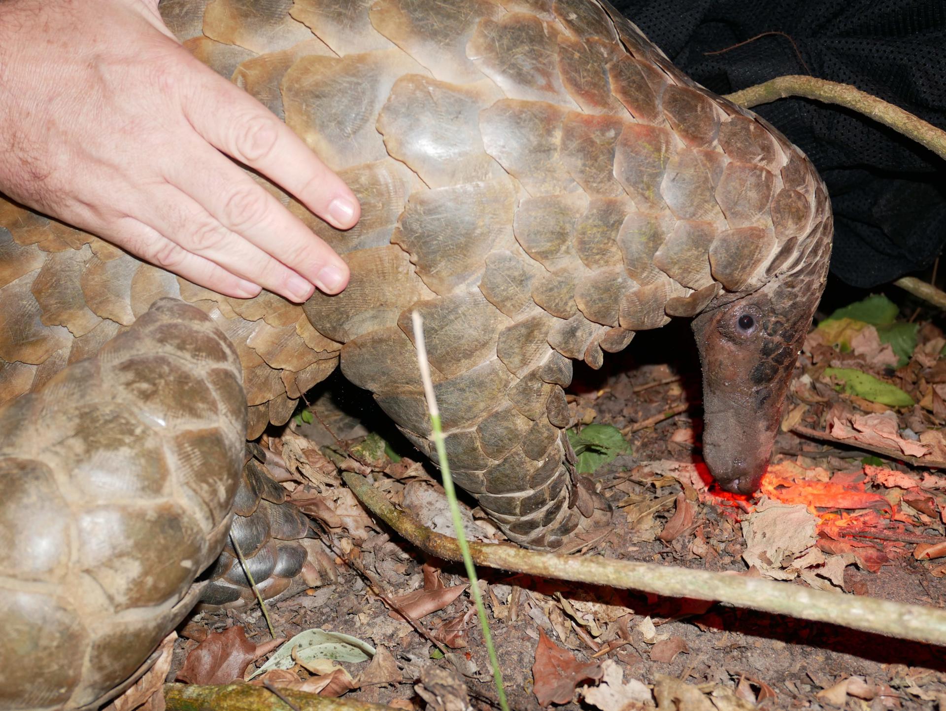 Rare Giant Pangolin
