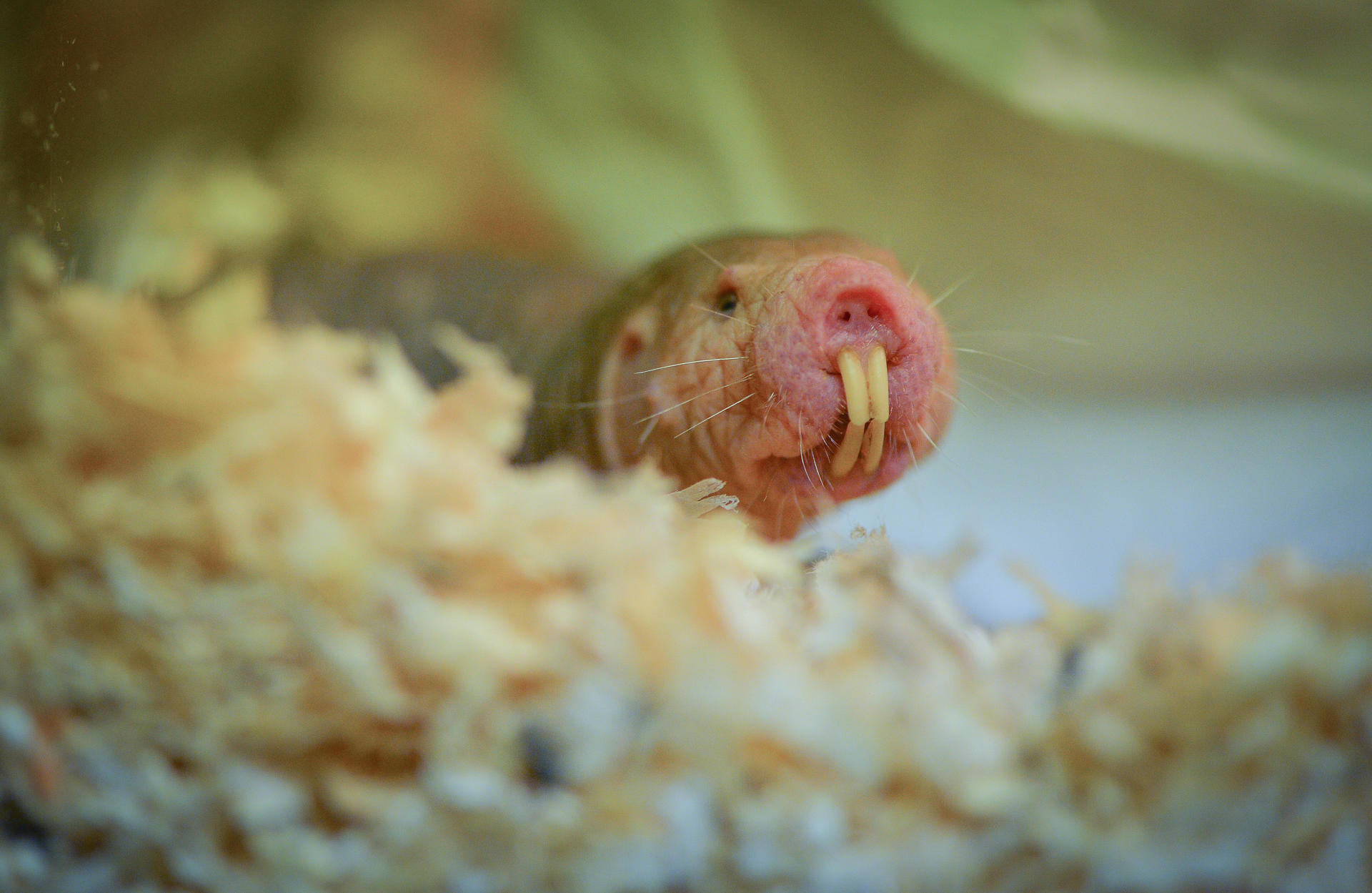 Naked Mole Rat 2