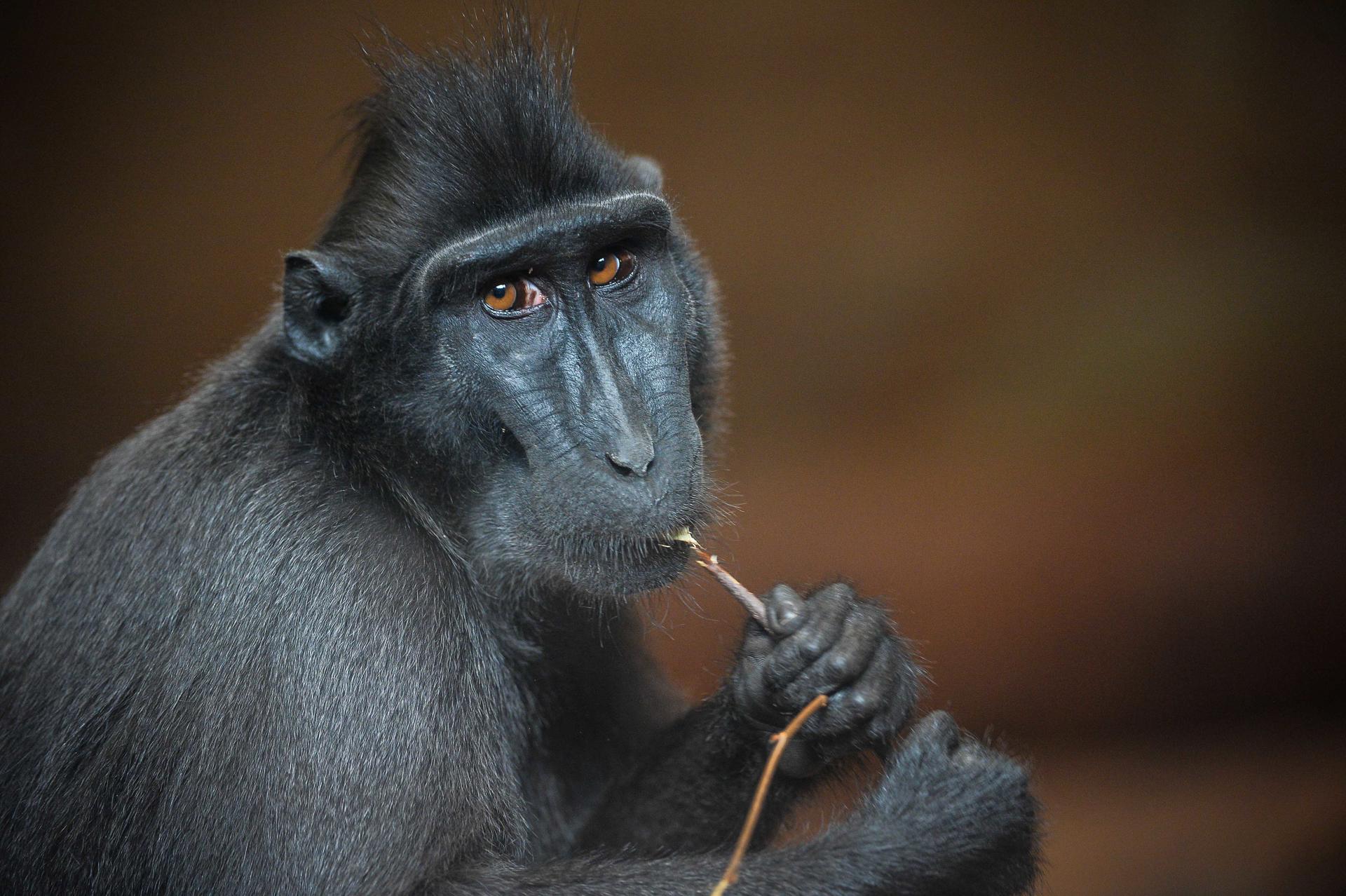 Sulawesi crested macaque at Chester Zoo