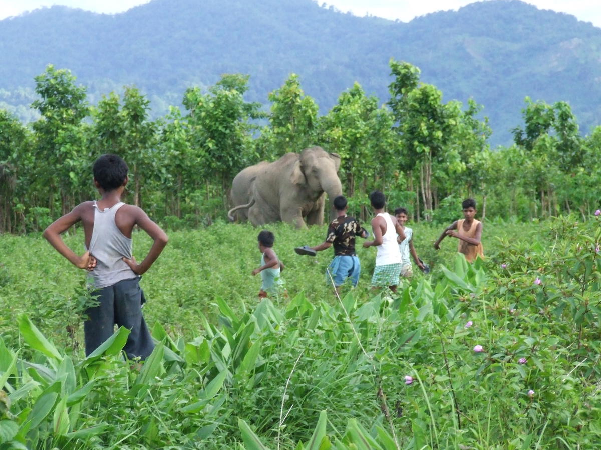 A photo taken in India showing villagers running from an elephant in a crop field
