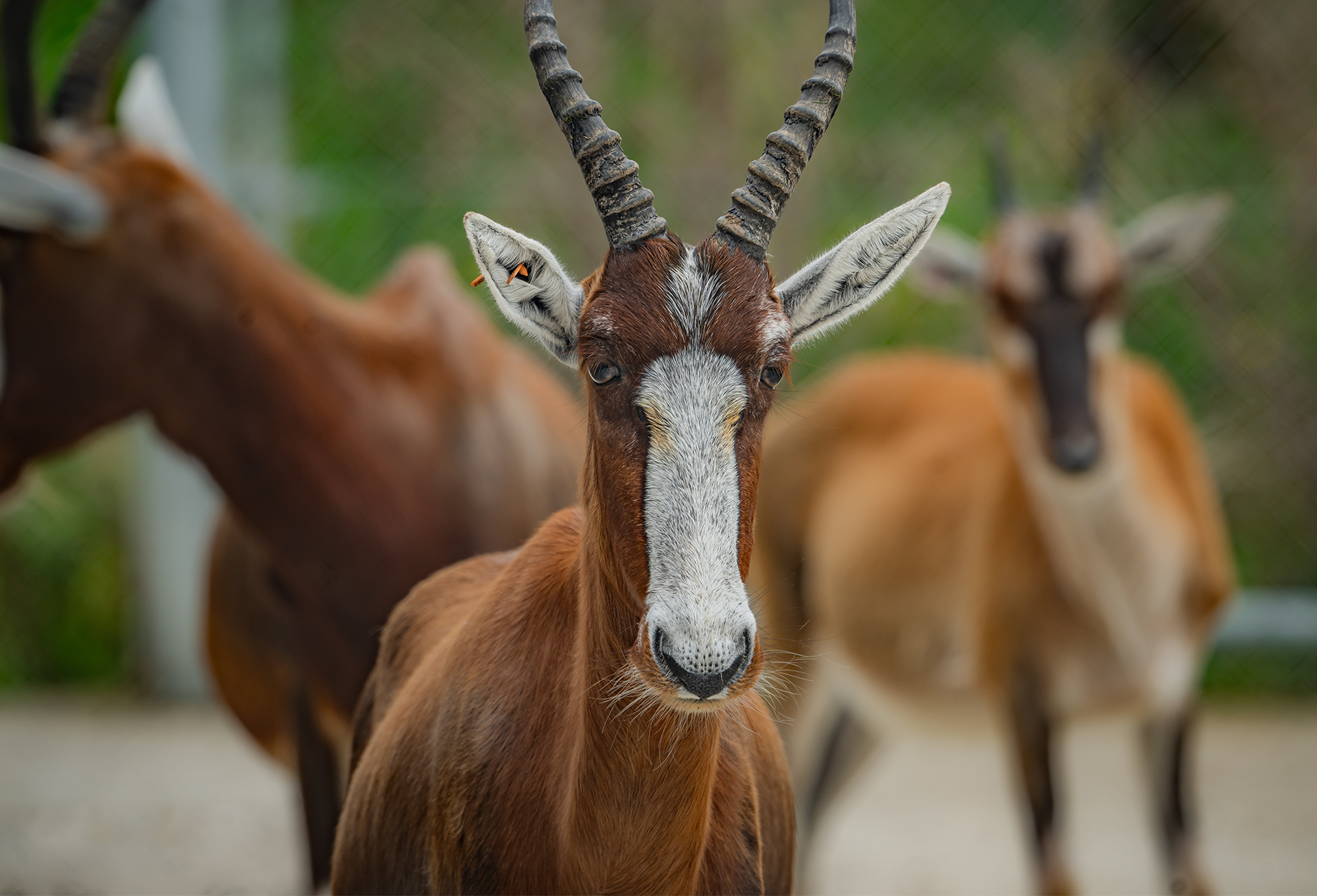 Blesbok, 4