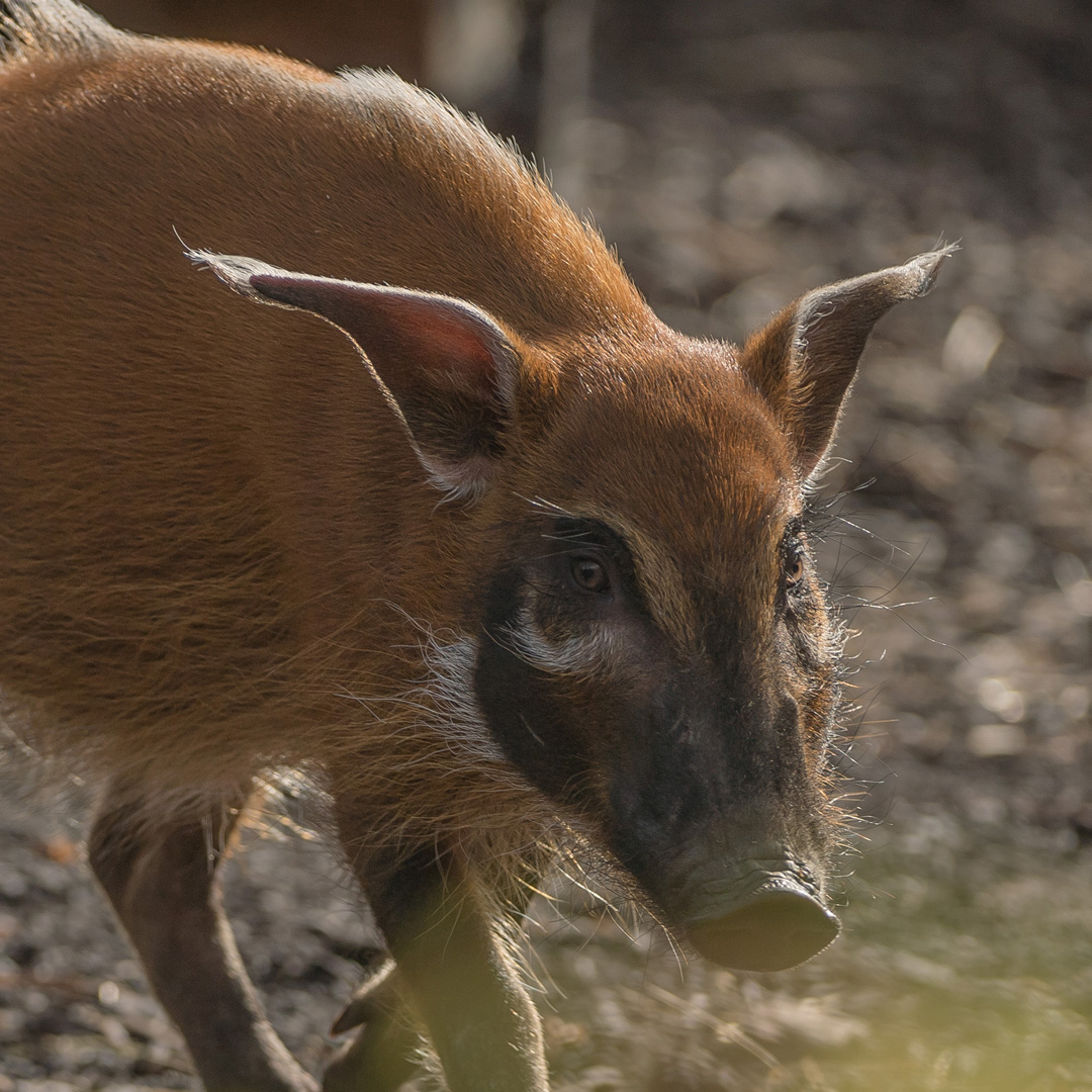 Red river hog at Chester Zoo