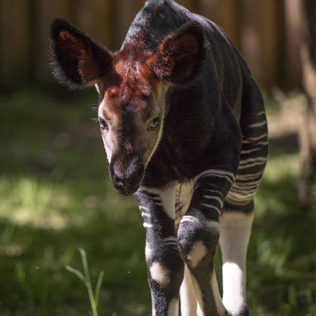 Okapi 4