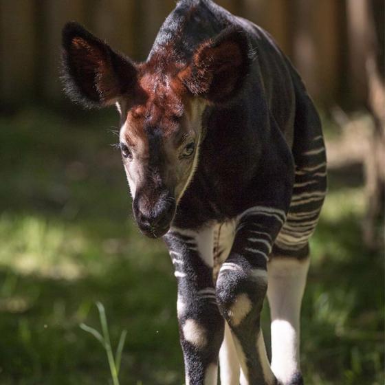 Okapi 4