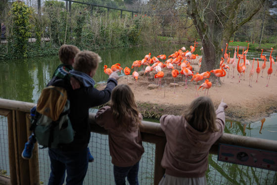 Family Looking At Flamingos