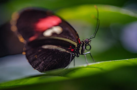 Butterfliesvt 5