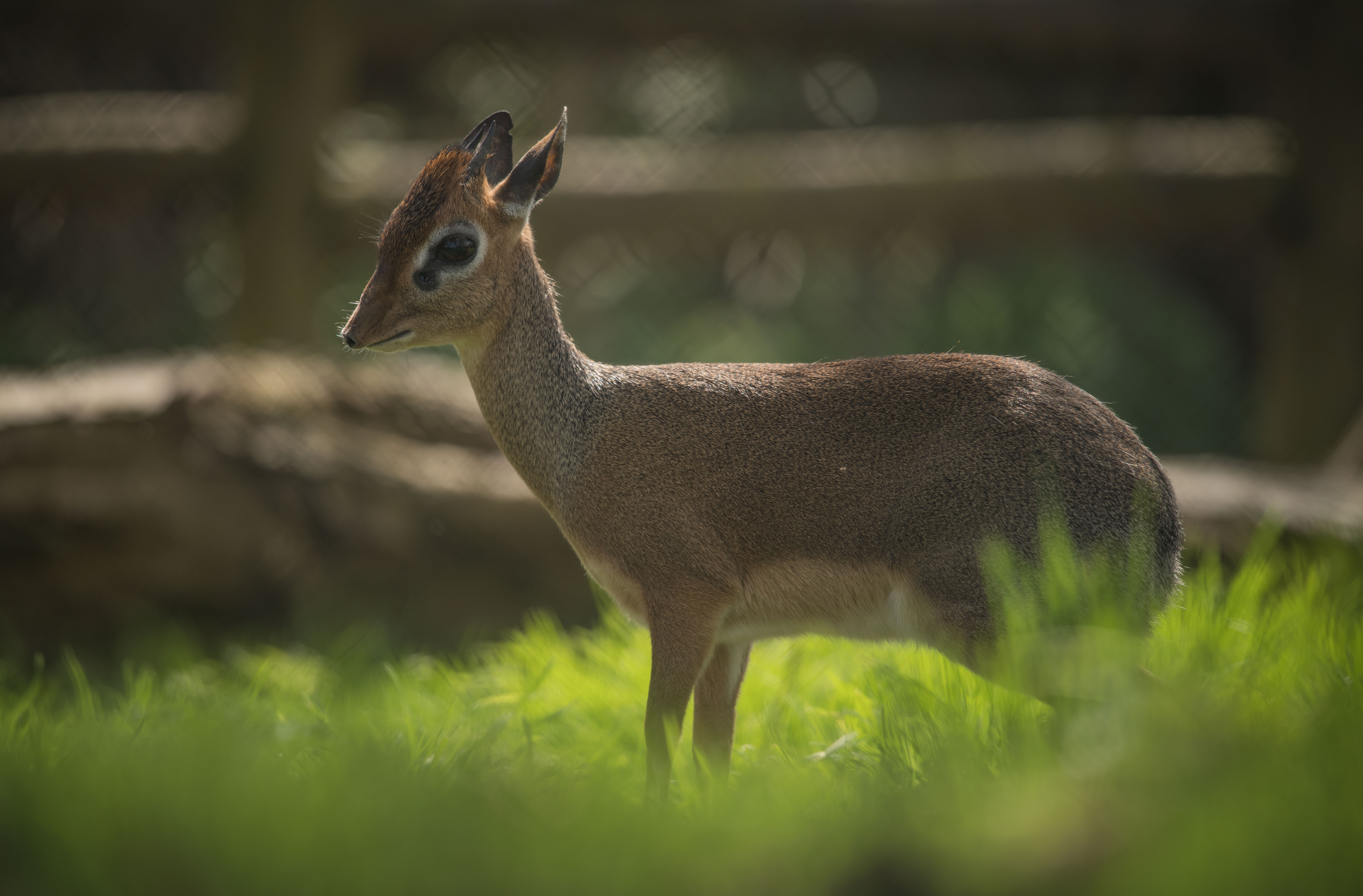 Kirk's Dik Dik 5