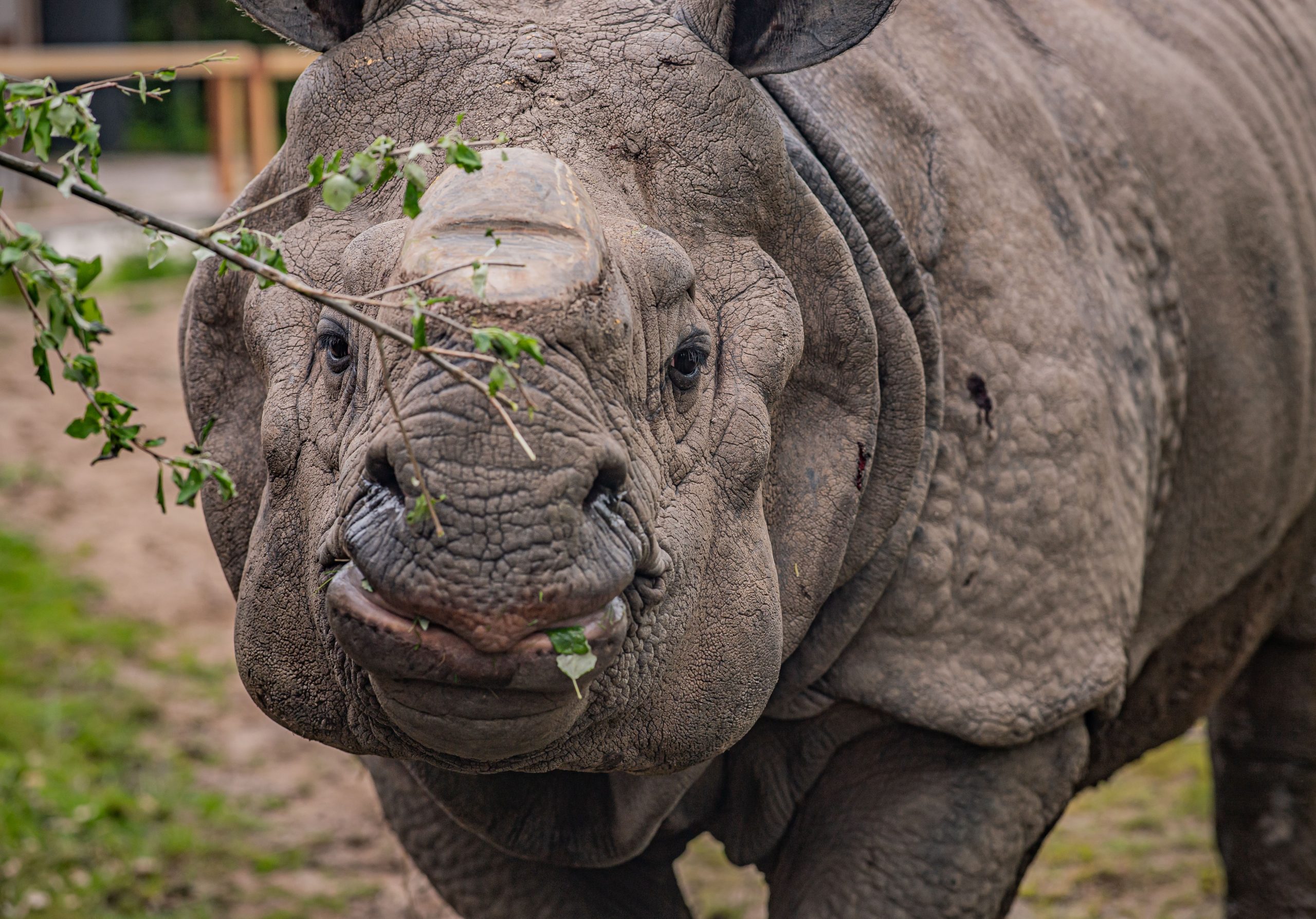Rhino Experience 2