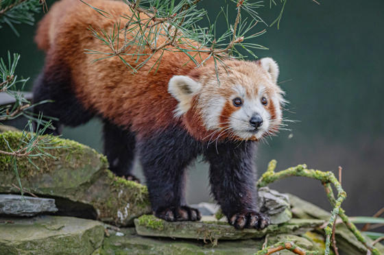 Akashi The Red Panda Has Arrived At Chester Zoo To Help Safeguard Her Species From Extinction 26 (1)