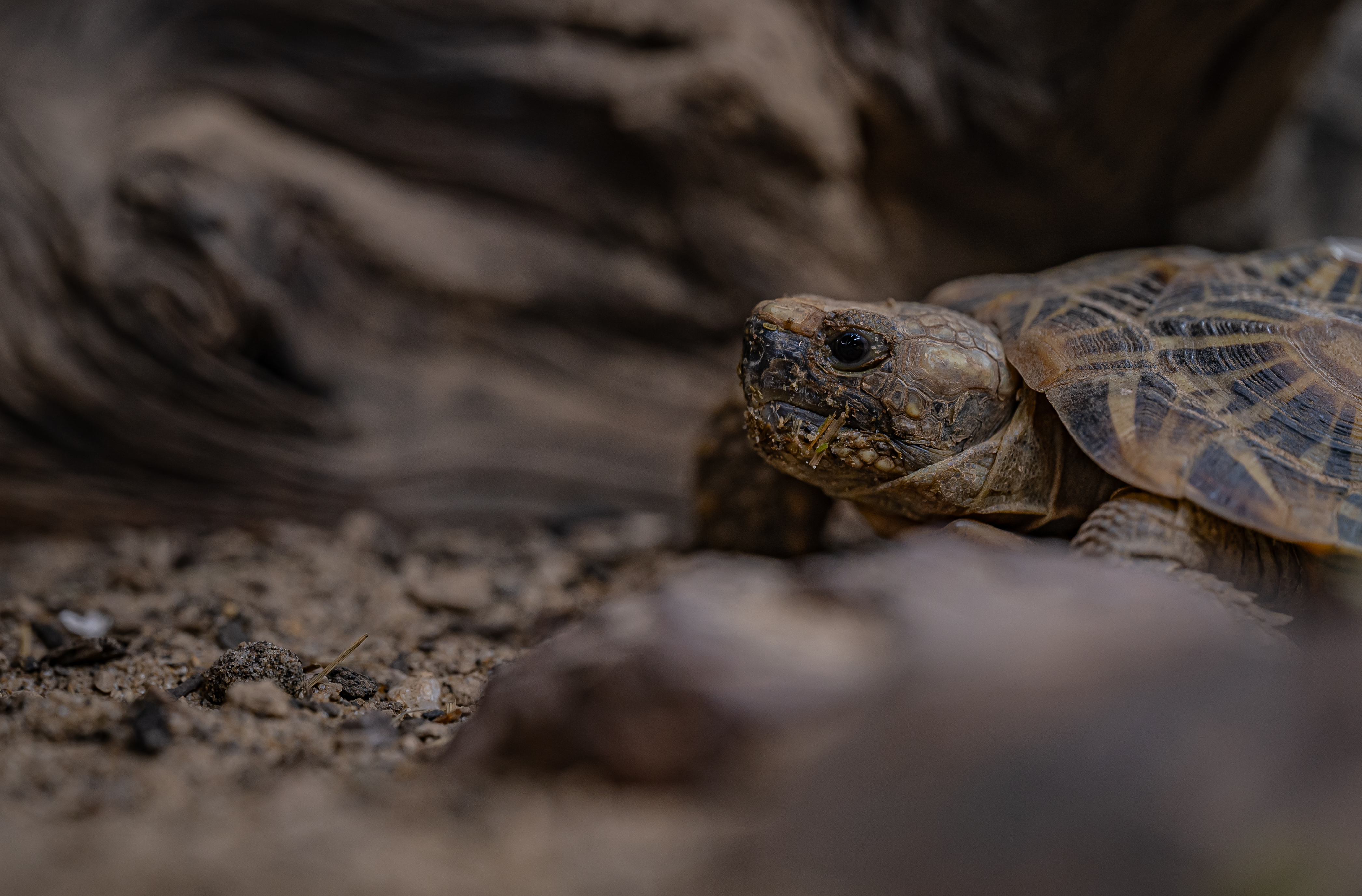 Pancake Tortoise 003