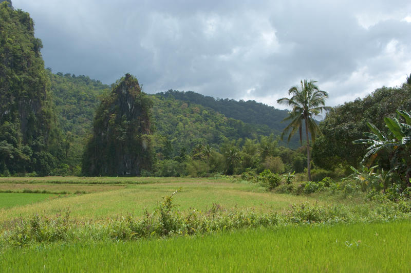 A green habitat below a cloudy sky. There are long grasses in the foreground and a tangle of forest in the background