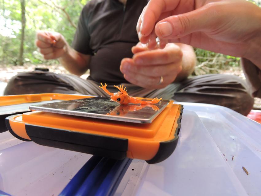 13. Golden Mantella Being Weighed, Madagascar