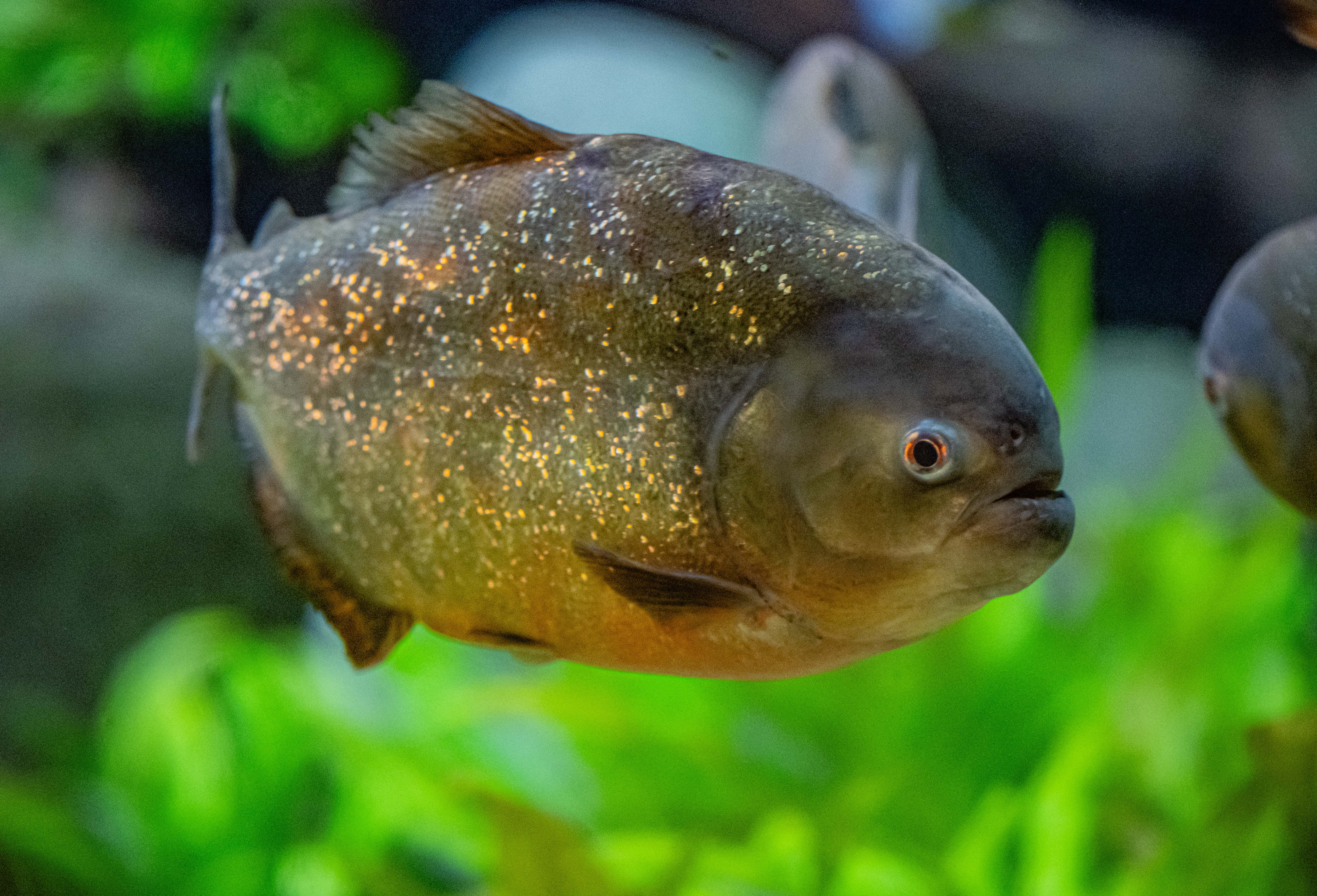 Piranhas