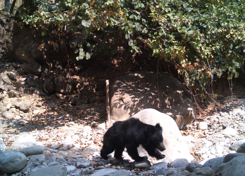 Sloth Bear Camera Trap