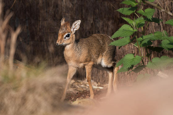 Dotty The Dik Dik Is One Of The World's Smallest Antelopes9