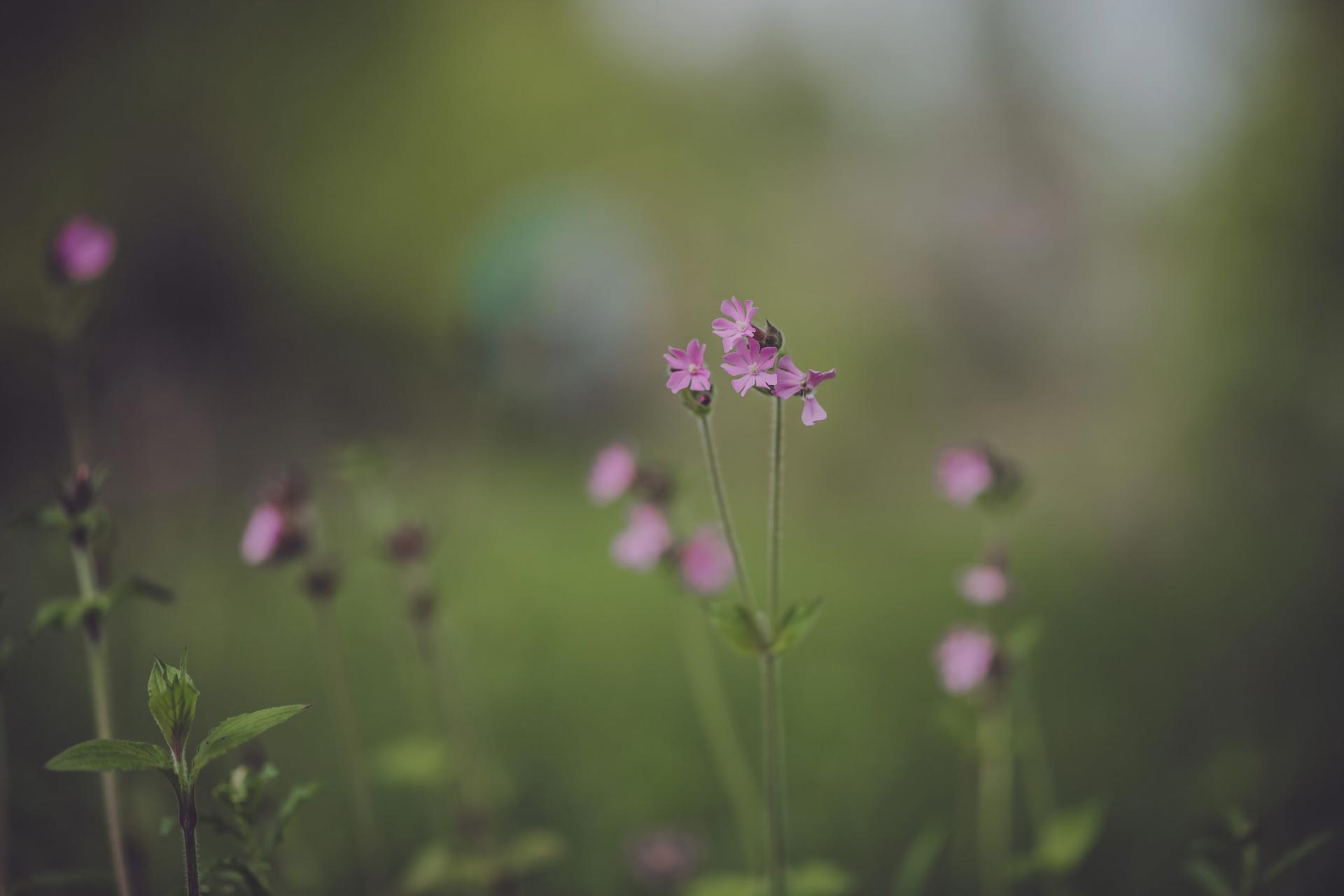 Red Campion