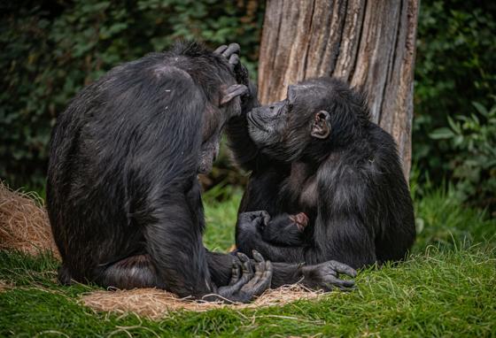 Chimpanzee At Chester Zoo